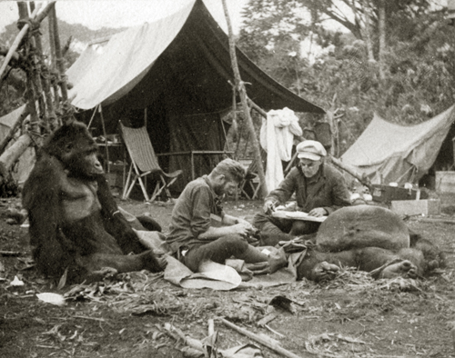 Earl Theron Engle als Mitglied der African Anatomical Expedition mit zwei geschossenen Berggorillas im Osten von Belgisch Kongo